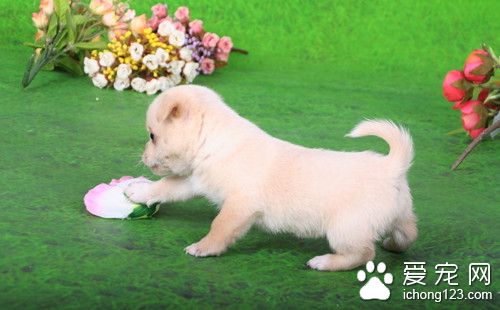 狗狗吃饭时间表 狗狗听了口令再吃饭训练流程