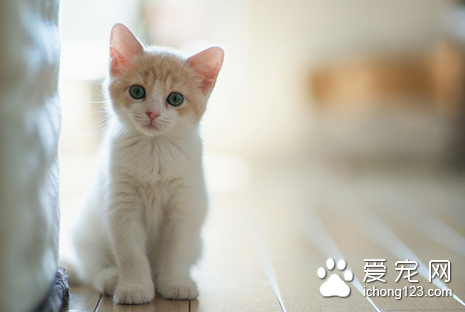 猫感冒了怎么办 用抗生素控制继发感染