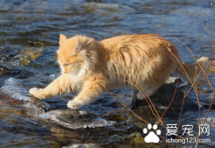 猫肉毒梭菌病 是一种人畜共患的急性病