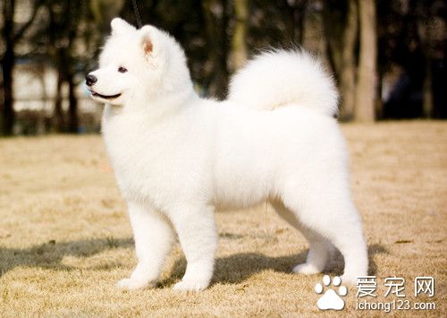 狗狗训练教程 狗狗笼内训练的时机与优点