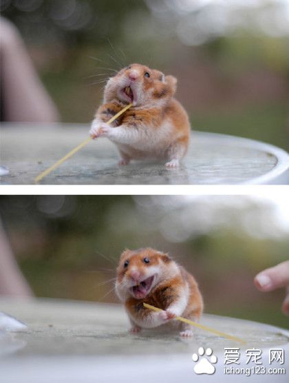 吃货的世界最单纯了，给我好吃的就行！