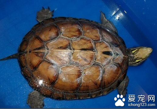 眼斑水龟图片 如何选择观赏龟眼斑水龟