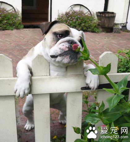 汪星人，香不香？