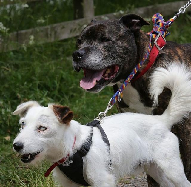 流浪白狗不慎失明 共患难的兄弟不离不弃