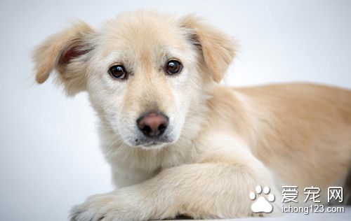 狗狗大小便怎么训练 户外大小便训练流程