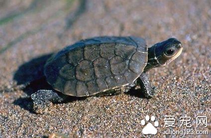 里海石龟图片 如何挑选观赏龟里海石龟