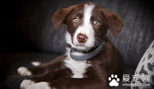 狗狗训练技巧大全 让狗狗自然习惯笼内训练