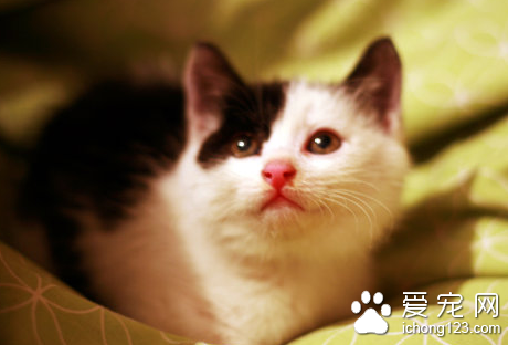 猫咪得了白血病怎么办 儿童和孕妇不要接触