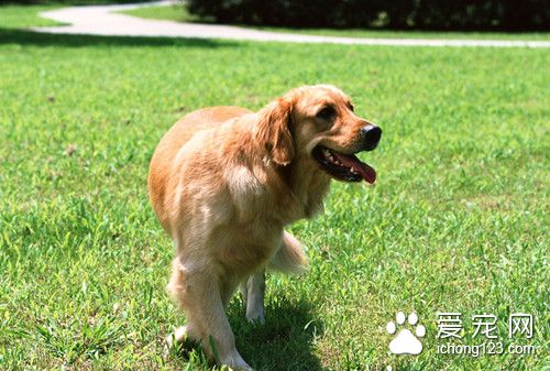 狗训练方法 狗狗室内训练省时省力