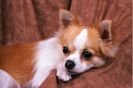 如何训犬 必须正确掌握训练的4大要领