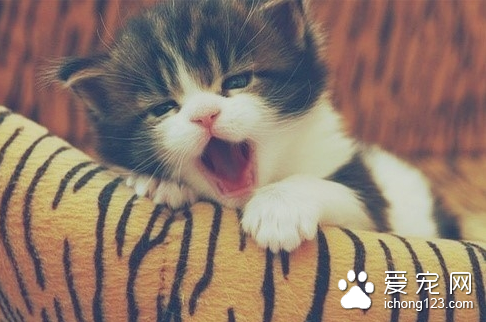 养猫怎样预防疾病 定期注射疫苗加强饲养