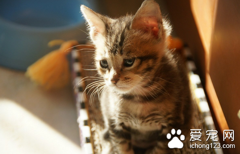 猫伪狂犬病的症状 某些症状同狂犬病相似