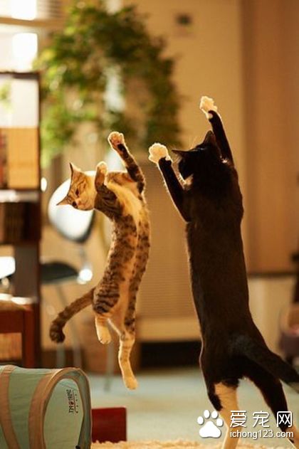 喵星人双人舞，它们的舞蹈