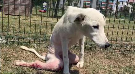 流浪狗腿被撞断 走过路人竟没人理