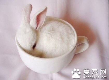 兔星人，萌萌的窝在杯子里，暖暖哒~
