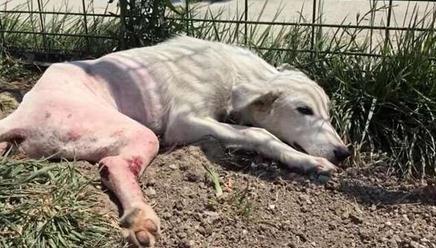 流浪狗腿被撞断 走过路人竟没人理