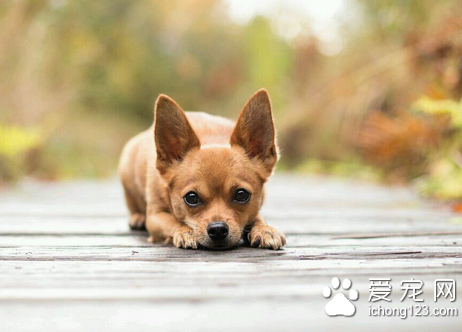 如何让狗狗摆出优美姿势 平时就要训练