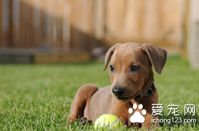 受训犬的选择 如何选择适合训练的狗狗