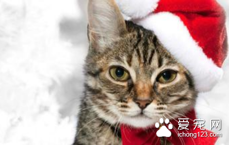 猫圆线虫病 怎样防治猫患圆线虫病