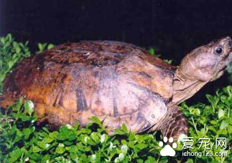 扁东方龟图片 如何挑选观赏龟扁东方龟