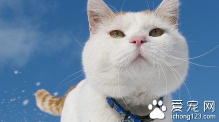 弓形体病的症状 猫患了弓形体病怎么办