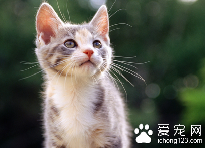 猫蛔虫病 详解防治猫患蛔虫病的方法