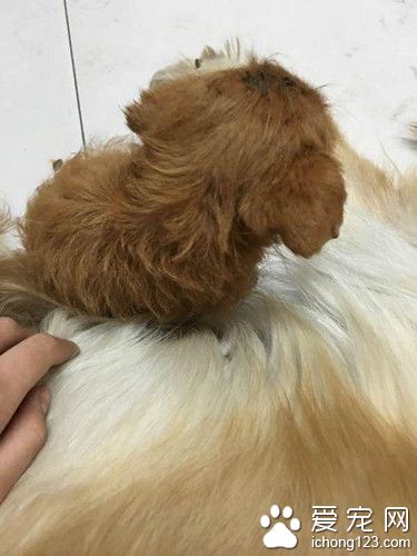金毛挣脱牵引绳疯狂直追 竟看到暖心的一幕