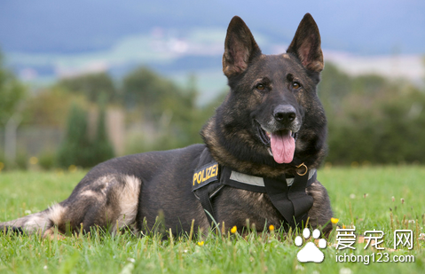 怎么训练狗躺下 卧下和坐下不要经常联系训练