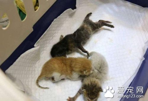 护士发现冷冰冰的流浪小猫 竟做出了这个动作