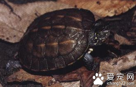 三棱山龟图片 如何挑选观赏龟三棱山龟