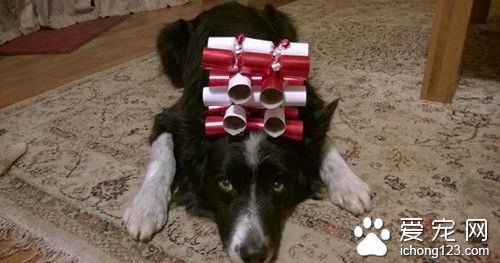 英国牧羊犬 为搏主人一笑偷练杂技