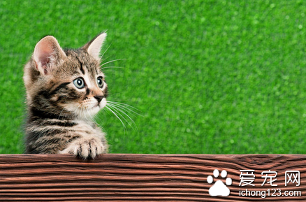 猫患了出血热怎么办 病毒引起的急性传染病