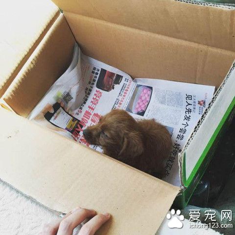 金毛挣脱牵引绳疯狂直追 竟看到暖心的一幕
