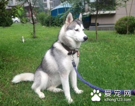 如何训练狗坐下 详解训练犬坐下的方法
