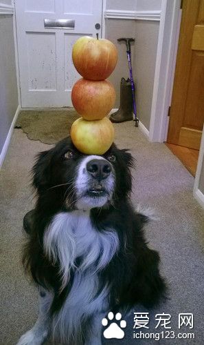 英国牧羊犬 为搏主人一笑偷练杂技