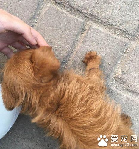 金毛挣脱牵引绳疯狂直追 竟看到暖心的一幕