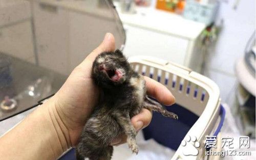 护士发现冷冰冰的流浪小猫 竟做出了这个动作