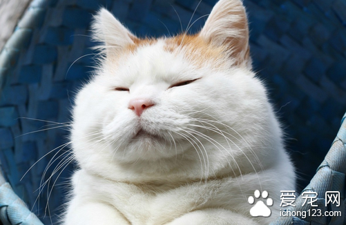 猫扁体吸虫病 怎样防治猫患扁体吸虫病