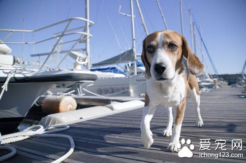 狗狗髋关节发育不良 髋关节发育不全症