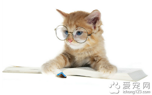 猫绦虫病 详解猫得了绦虫病怎么办