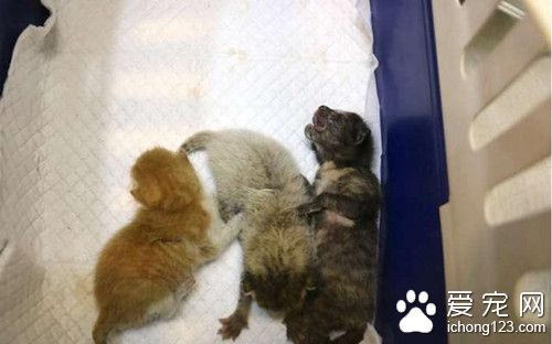 护士发现冷冰冰的流浪小猫 竟做出了这个动作