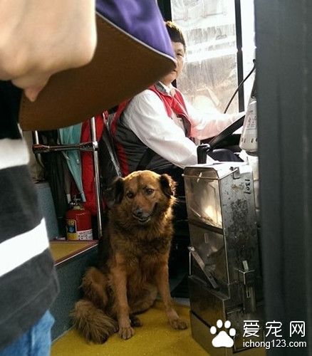 公交车司机带宠物狗上班 带车上班是有规定的