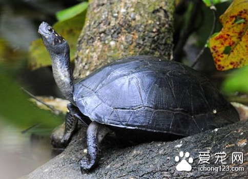 潮龟图片 如何挑选观赏龟潮龟