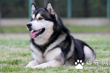 怎么训练狗狗在固定的地方大小便