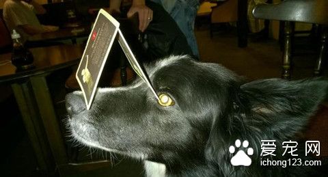 英国牧羊犬 为搏主人一笑偷练杂技