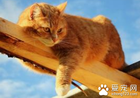 猫大肠杆菌病 猫患了大肠杆菌病怎么办
