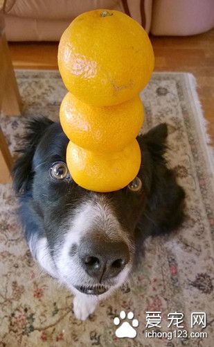 英国牧羊犬 为搏主人一笑偷练杂技