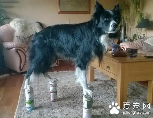 英国牧羊犬 为搏主人一笑偷练杂技
