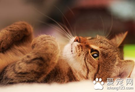 猫链球菌病 猫患了链球菌病怎么办