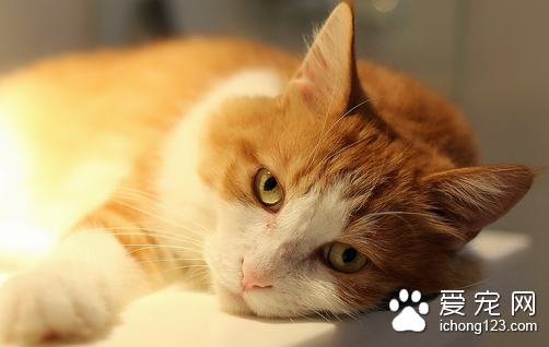 猫葡萄球菌病 猫患了葡萄球菌病怎么办